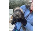 Adopt A042138 a Norfolk Terrier