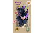 Adopt Wendy a Labrador Retriever