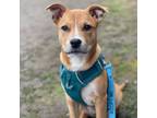 Adopt Roux a Australian Cattle Dog / Blue Heeler