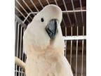 Adopt Keira a Cockatoo