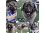 Adopt Greta a Caucasian Sheepdog / Caucasian Ovtcharka