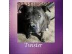 Adopt Twister a Pit Bull Terrier