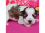 Havanese Puppy for sale in Roanoke, IL, USA