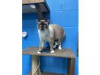 Adopt Alexis a Siamese