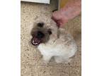 Adopt SOL a Wheaten Terrier, Havanese