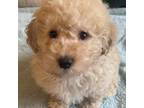 Maltipoo Puppy for sale in Fontana, CA, USA