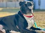 Adopt Nora a Pit Bull Terrier