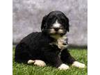 Mutt Puppy for sale in Millersburg, PA, USA