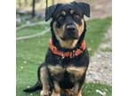 Adopt Pumpkin a Rottweiler, Cardigan Welsh Corgi