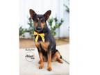 Adopt Autumn a German Shepherd Dog, Mixed Breed