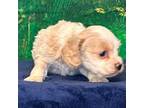 Cocker Spaniel Puppy for sale in Owenton, KY, USA