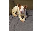 Adopt Bonnie a Pit Bull Terrier