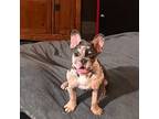 French Bulldog Puppy for sale in Tonopah, AZ, USA