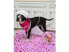 Adopt Dolly a Pit Bull Terrier