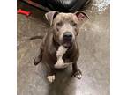 Adopt Nina a Pit Bull Terrier