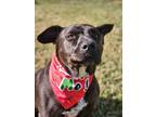 Adopt Mocha 2.0 a American Staffordshire Terrier