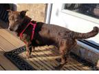 Adopt Doris a Mixed Breed, Dachshund