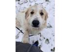 Adopt Leia a Great Pyrenees