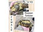 Adopt Velma a Russian