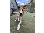 Adopt Lassie a Collie