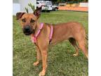 Adopt Layka a Mixed Breed