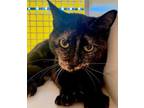 Adopt Tambourine a American Shorthair, Domestic Short Hair