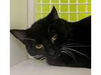 Adopt Charm a American Shorthair, Domestic Short Hair