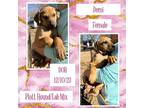 Adopt Demi a Plott Hound, Labrador Retriever