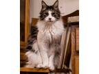 Adopt Jaki a Maine Coon