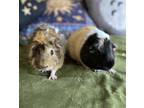 Adopt Cookie & Sequoia a Guinea Pig