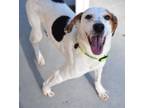 Adopt Effie Mae a American Foxhound