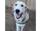 Adopt Mollie 2 - FOSTER NEEDED a Great Pyrenees