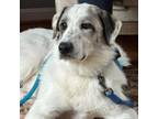 Adopt Maisey a Great Pyrenees