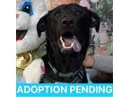 Adopt Rima a Black Labrador Retriever, Shepherd