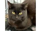 Adopt Carrie a Domestic Short Hair