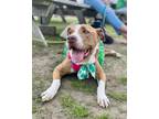 Adopt Maggie a American Staffordshire Terrier