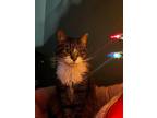 Adopt Mitzi a Tabby, Domestic Medium Hair