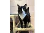 Adopt Piper a Domestic Short Hair