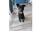 Adopt Fudge a Mixed Breed