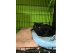 Adopt Rogue a Domestic Medium Hair