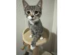 Adopt Dani a Domestic Short Hair