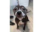 Adopt Rose a Boxer