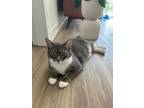 Adopt Kamelle - By Donation a Domestic Short Hair
