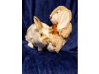 Adopt Sugar formerly known as Davina a Bunny Rabbit