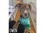 Adopt Owen a American Staffordshire Terrier