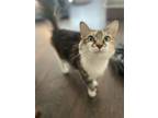 Adopt Mary Ann a Domestic Short Hair