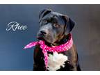 Adopt Rhee a Black Labrador Retriever, Hound