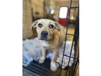 Adopt Ella a Yellow Labrador Retriever, Basset Hound