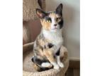 Adopt Asia a Domestic Short Hair