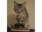 Adopt Sprinkles a Tabby